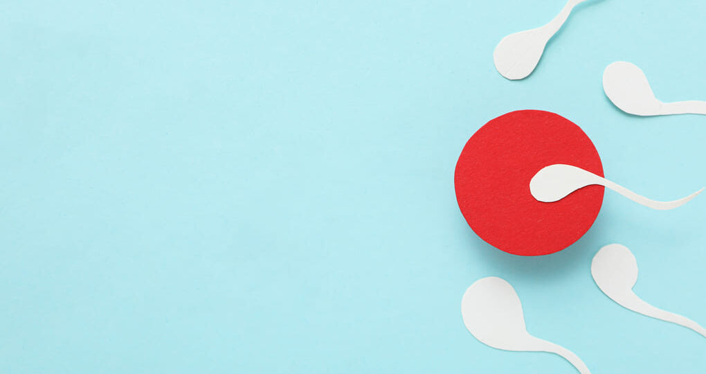 ¿Qué pasa en el cuerpo después de la fecundación? Respuestas para personas de Colombia