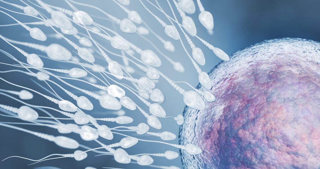 ¿Qué pasa en el cuerpo después de la fecundación? Respuestas para personas de  México