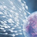 ¿Qué pasa en el cuerpo después de la fecundación? Respuestas para personas de  México