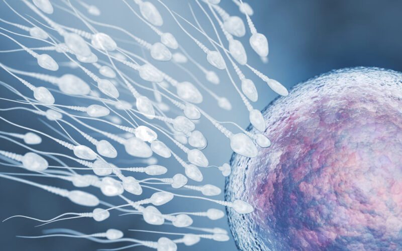 ¿Qué pasa en el cuerpo después de la fecundación? Respuestas para personas de  México