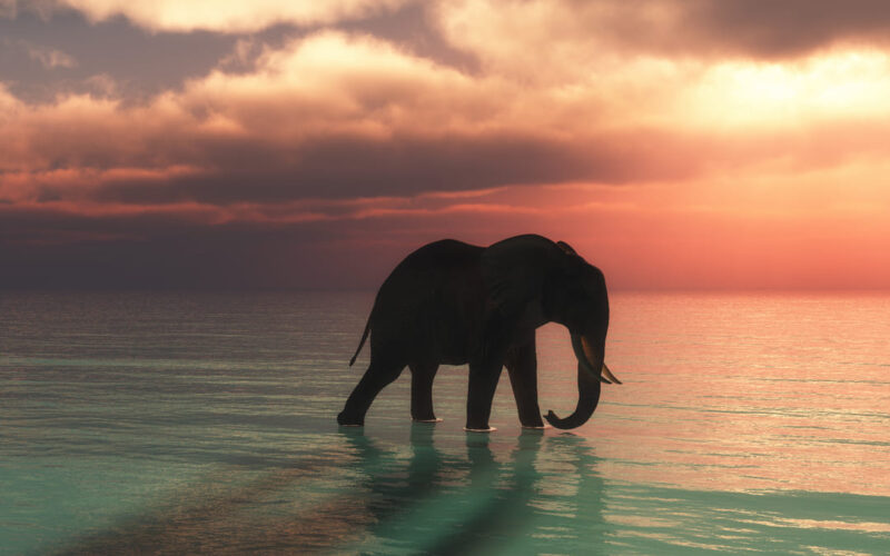 Conservación de fauna: Ficohsa fortalece su compromiso global