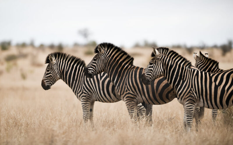 Integridad y sostenibilidad: Ficohsa protege la vida silvestre